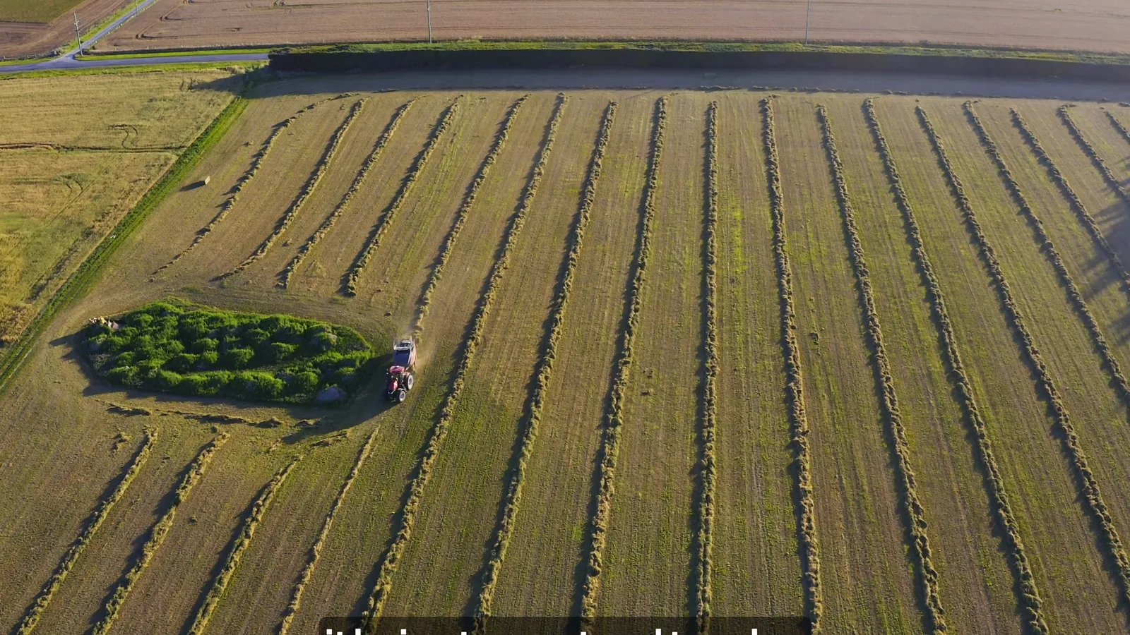 Drone view of lucerne rows ready ahead of baling