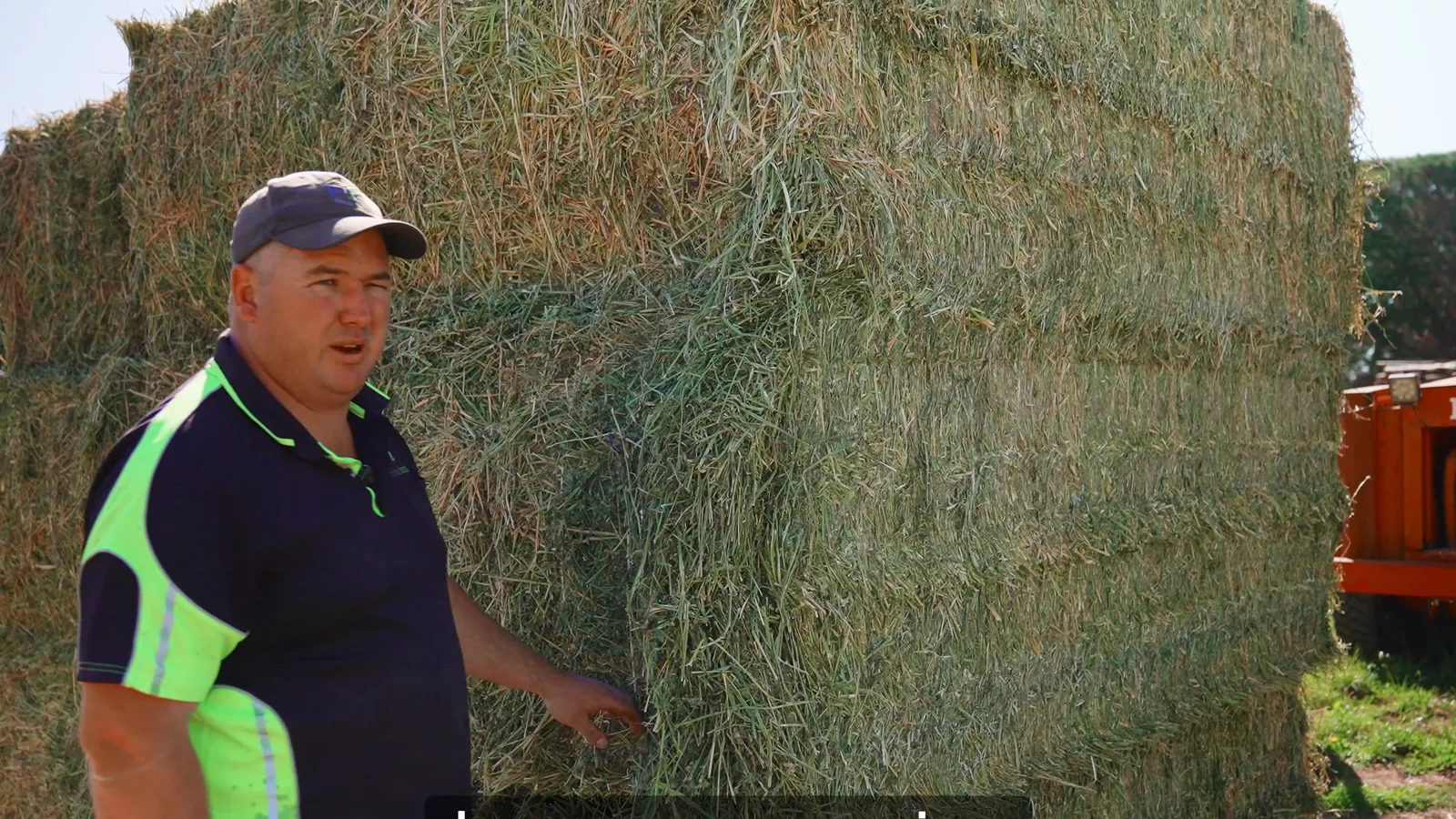 Undried hay comparison